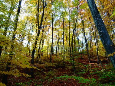 Gün itme Sonbahar Ormanı 
