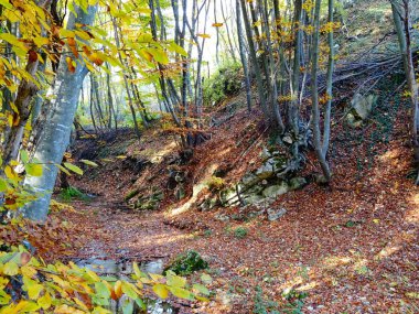 Sonbahar orman yolu görünümünü