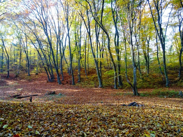 Foresta Autunnale Giorno Itme — Foto Stock