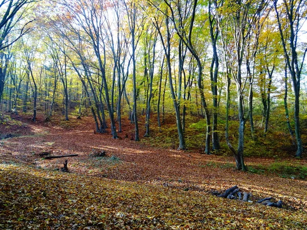 Höst Skogen Dagen Itme — Stockfoto