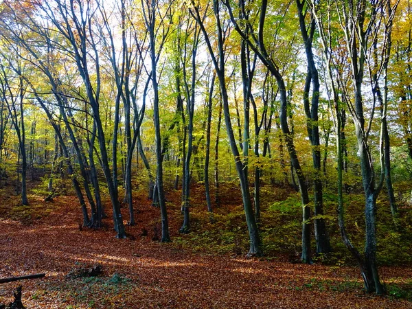 가을의 숲에서 이므메 — 스톡 사진