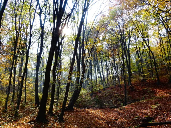 가을의 숲에서 이므메 — 스톡 사진