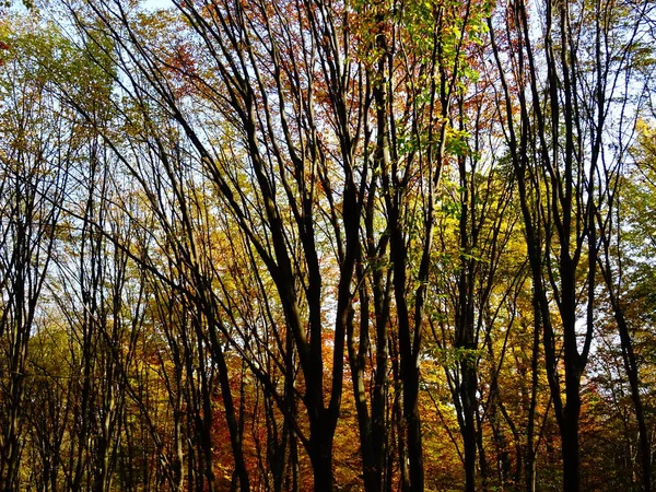 Floresta Outono Dia Itme — Fotografia de Stock
