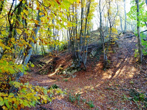 숲길의 — 스톡 사진