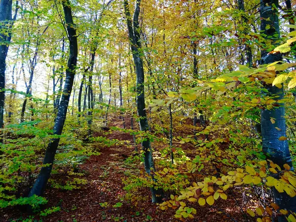 Herbst Wald Tag Itme — Stockfoto