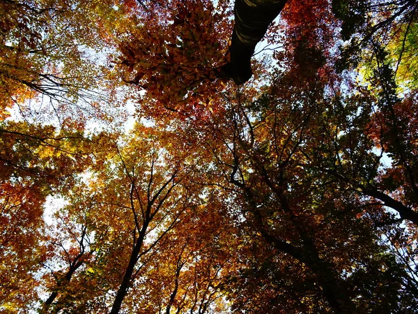 Hojas Otoño Naranja Los Árboles Durante Día —  Fotos de Stock