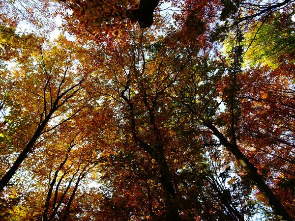Pomarańczowy Autumn Liście Drzewach Dzień Czas — Zdjęcie stockowe