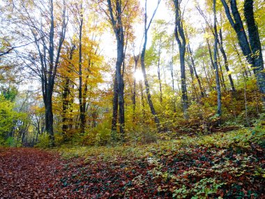Gün itme Sonbahar Ormanı 