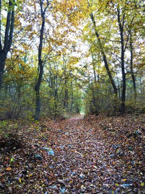 Sonbahar orman yolu görünümünü
