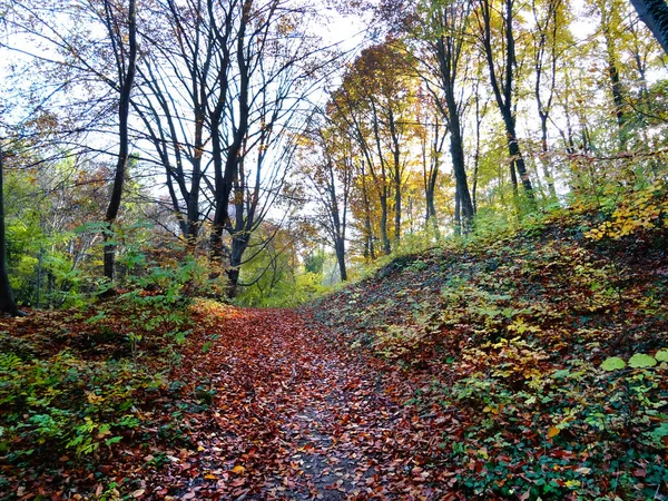 Gün itme Sonbahar Ormanı 