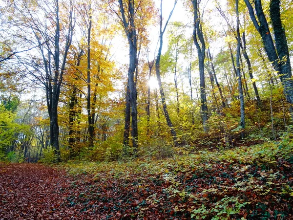Gün itme Sonbahar Ormanı 