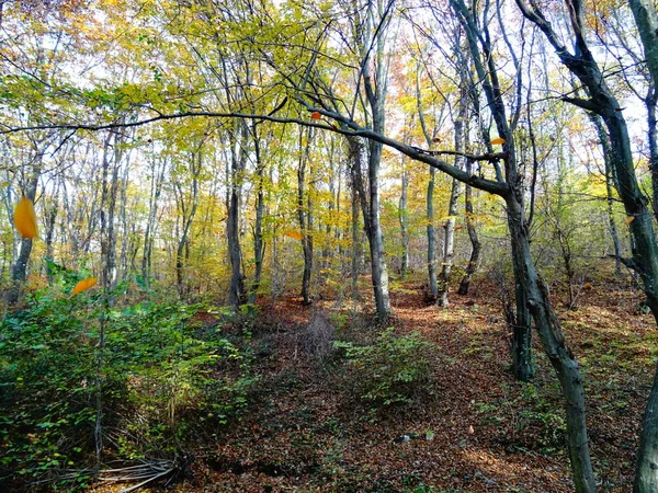 Forêt Automne Jour Itme — Photo