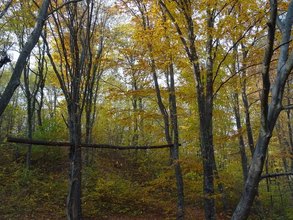 Φθινοπωρινό Δάσος Μέρα — Φωτογραφία Αρχείου
