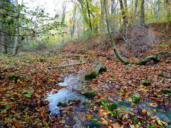 Маленька Річка Тече Через Осіннє Листя — стокове фото