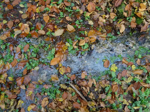 Small River Flowing Autumn Leaves — Stock Photo, Image