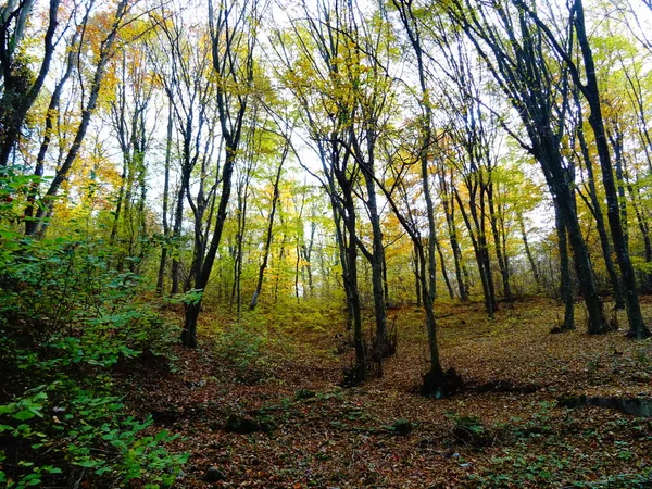 日の秋の森 — ストック写真