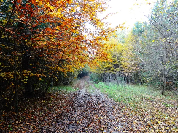 Vista Caminho Florestal Outono — Fotografia de Stock
