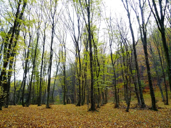 Herbst Wald Tag Itme — Stockfoto