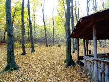 Sonbaharda Ahşap Orman Evi
