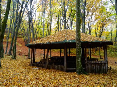 Sonbaharda Ahşap Orman Evi