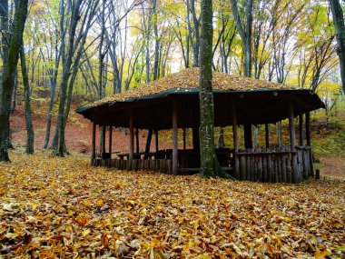 Sonbaharda Ahşap Orman Evi