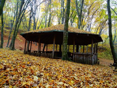 Sonbaharda Ahşap Orman Evi