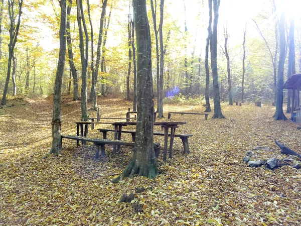 Wooden Benches Tables Autumn Forest — 스톡 사진