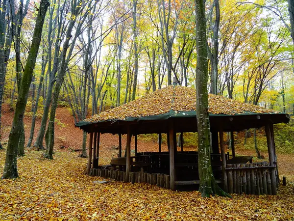Drewniany Las House Jesienią — Zdjęcie stockowe