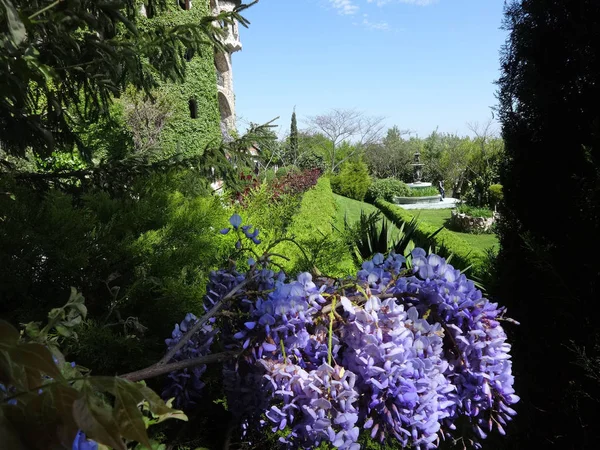 紫罗兰挂树开花在白天的时间 — 图库照片