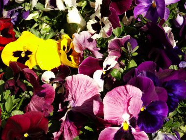 portre renkli Bahçe çiçek