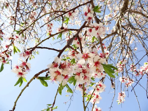 White Pink Tree Blossom — Stock Photo, Image