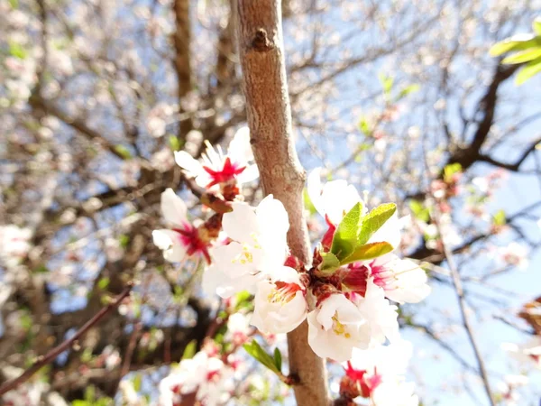 Weiße Und Rosa Baumblüte — Stockfoto