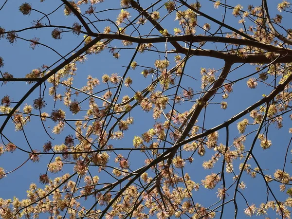 Blooming Tree Branches Blue Sky Background — Stock Photo, Image