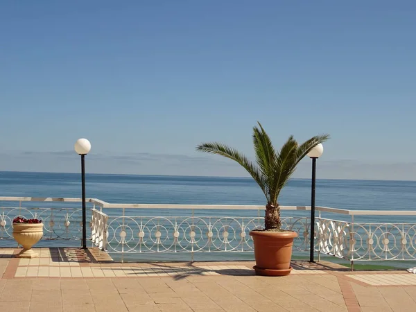 Deniz Manzaralı Balkon Palmiye — Stok fotoğraf