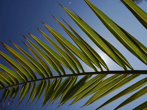 Екзотичний Пальмовий Лист Фоні Синього Неба — стокове фото