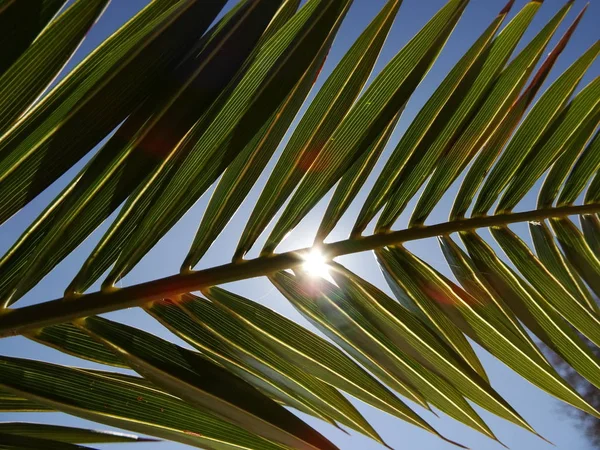 Exotický Palmový List Proti Pozadí Modrého Nebe — Stock fotografie