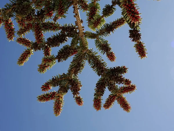 Coniferous Boomtak Met Kleine Kegels Hemel Achtergrond — Stockfoto