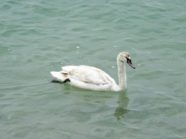 Weißer Schwan Meerwasser — Stockfoto