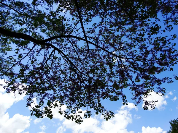 空の背景の木の枝の下からの眺め — ストック写真