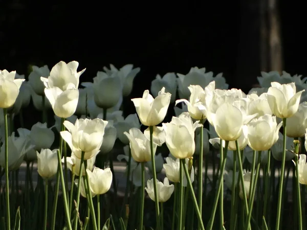 Zbliżenie Białych Tulipanów Ogrodzie — Zdjęcie stockowe
