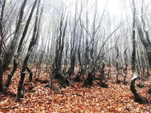 Floresta Outono Dia Itme — Fotografia de Stock