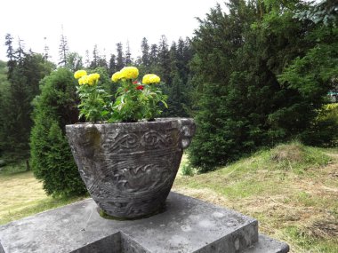 Bir taş Bahçe çiçek tencerede sarı çiçek