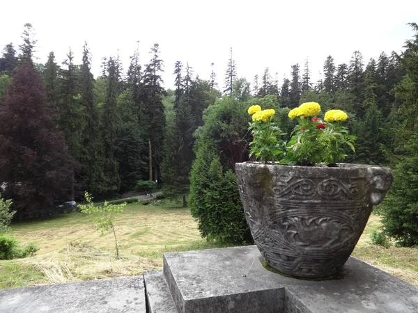 Gelbe Blumen Einem Steingarten Blumentopf — Stockfoto
