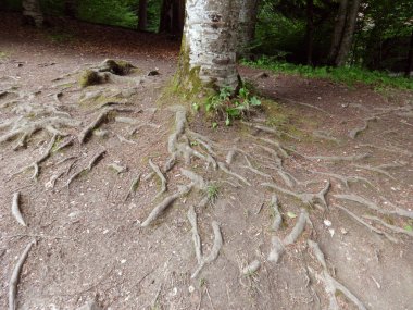 Zemin üzerinde ağaç kökleri
