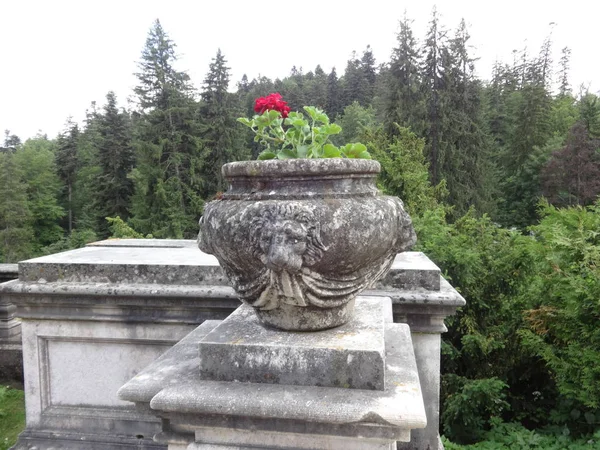 Fiore Rosso Vaso Fiori Pietra Con Una Testa Leone Castello — Foto Stock