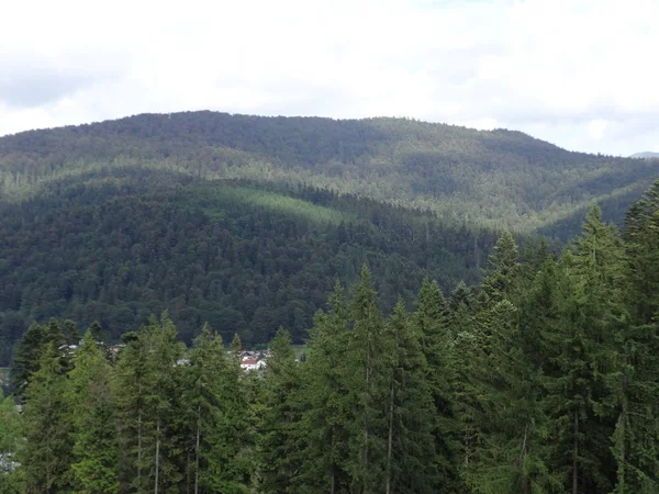 Grüner Berg Mit Nadelbäumen Bedeckt — Stockfoto