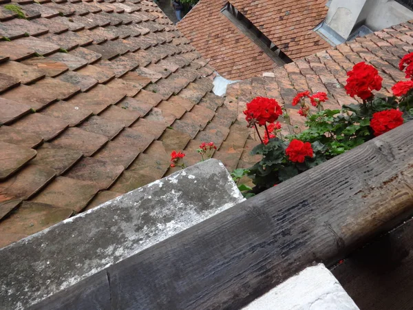 Widok Czerwone Kwiaty Dachu — Zdjęcie stockowe