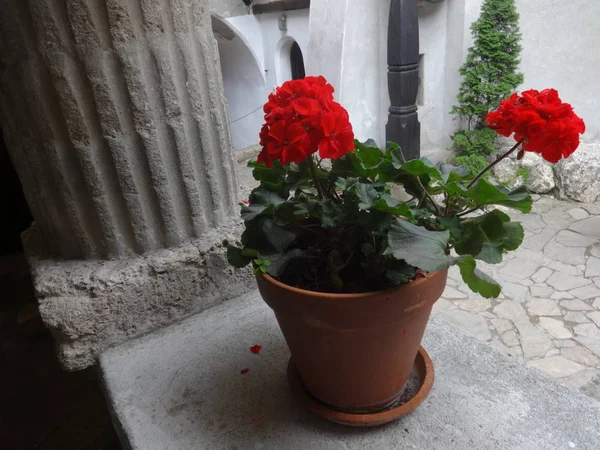 Pelargonio Rojo Una Maceta Cerámica — Foto de Stock