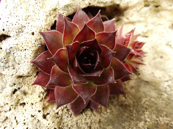 Cactus Rojo Una Piedra — Foto de Stock