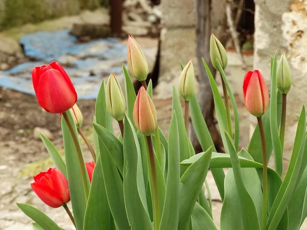 Red Tulips Garden — Stock Photo, Image